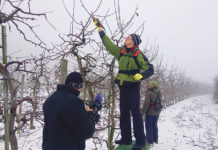 Landwirtschaft in bewegten Bildern Den professionellen Obstbaumschnitt präsentierte Martin Rennhofer (Mitte) auf seinem Betrieb in Höbenbach (Bezirk Krems-Land) gemeinsam mit Seniorchef Josef (r.) .