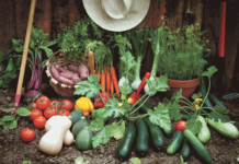 Gartenland-Tour 2017: Gemüse auf Siegeszug Garteln ist in: Selbstgezogenes Gemüse schmeckt
