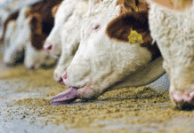 Markt verträgt noch viel mehr Qualitätsrindfleisch Qualitätsprogramme garantieren hochwertige