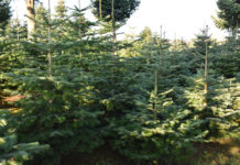 Vollversammlung des Vereines “Burgenländischer Qualitätschristbaum” Seit mehr als 40 Jahren werden im Burgenland Christbäume produziert.
