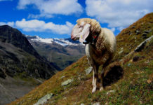 ARGE Heumilch beantragt weiteres EU-Gütesiegel Auch Heumilch von Schafen (und Ziegen) soll das EU-Gütesiegel g.t.S. erhalten.