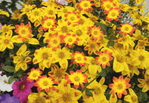 Flotte Bienen fliegen auf den “feurigen Franzl” Der ?feurige Franzl? gibt nicht nur auf Balkon und Terrasse ein wahres Farbenfeuerwerk ab.