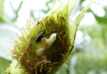 Dem Maiswurzelbohrer Doppelschach geben