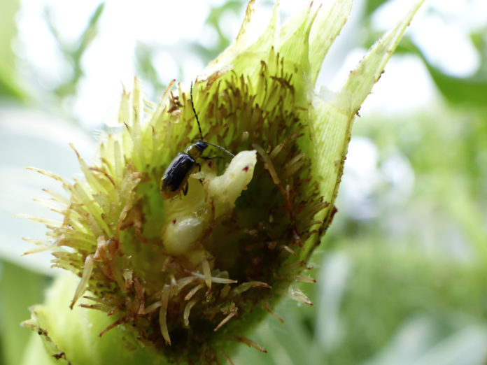 1612_0603 Komplett ausgefressene Kolbenspitze des Mais