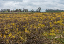 Glyphosat als „nicht krebserregend“ eingestuft