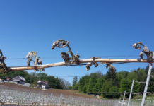 Rupprechter: 23 Millionen Euro Entschädigung für österreichische Weinbauern