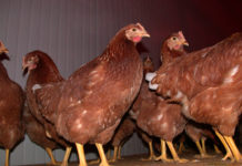 LHStv. Josef Geisler ruft zu Konsum von Tiroler Eiern auf