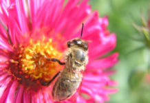 LR Benger: Bienenjahr 2017 unter dem Motto „Kärnten blüht auf“