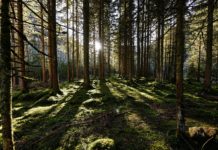 PEFC sichtbare Nachhaltigkeit für Konsumenten