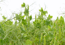 Köstinger zum “Greening”: Landwirte brauchen Planungssicherheit