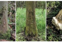 Umfallende Eschen: Gefahr nimmt stark zu