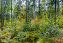 Eingeforstete erzielten Einigung zu Viehauftrieb und Streuumwandlung