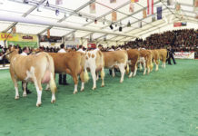 Bundesfleckviehschau mit „FleckScore“-Weltcup