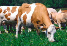 Studie: Österreichs Rinderbauern sichern mehr als 21.000 Arbeitsplätze