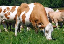 Tierschutz neu geregelt