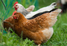 Vogelgrippe: Stallpflicht in Österreich wird am 25. März aufgehoben