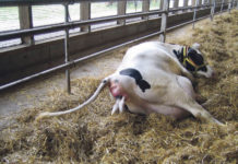 Damit die Kuh optimal in die Laktation startet