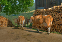 Tierschutzgesetz: Ausnahmen für dauernde Anbindehaltung bleiben