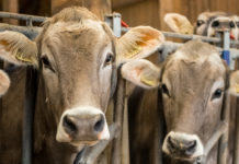 Zuchtrinderexporte sind 2016 erneut gestiegen