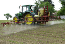 Mais 2017 – Unkräuter gezielt in Schach halten