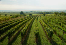 Weinjahr 2016: Schwieriges Wetter, schöne Weine