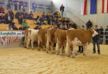 Lienz: Preisanstieg bei der 2. Zuchtviehversteigerung in der RGO-Arena