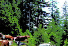 Unfall auf Almweide: Klage auf Schadenersatz