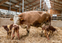 Internationale Fachtagung zur Kälberaufzucht