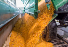 Agrana ist auf der Suche nach dem Rohstoff Mais