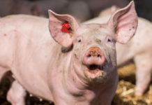 Schweinemarkt 16/17-2017Markt bleibt auch nach Ostern leer gefegt