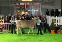 Große Emotionen bei „Passion Braunvieh“