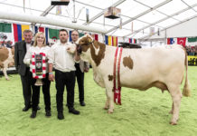 Eine grandiose Schau der österreichischen Fleckviehzucht