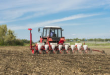 Kursverluste bei Raps und Weizen, Mais stabil