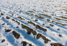 Wintereinbruch – Bauern bangen um Früchte ihrer harten Arbeit