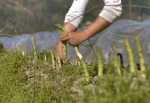 Spargelbauern kämpfen mit Wettbewerbsnachteil