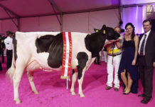 Heimische Holsteins auf internationalem Niveau