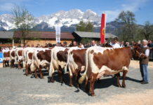 Oberndorf lädt zur Pinzgauer-Landesschau