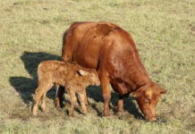 Nabelentzündungen bei Kälbern vorbeugen