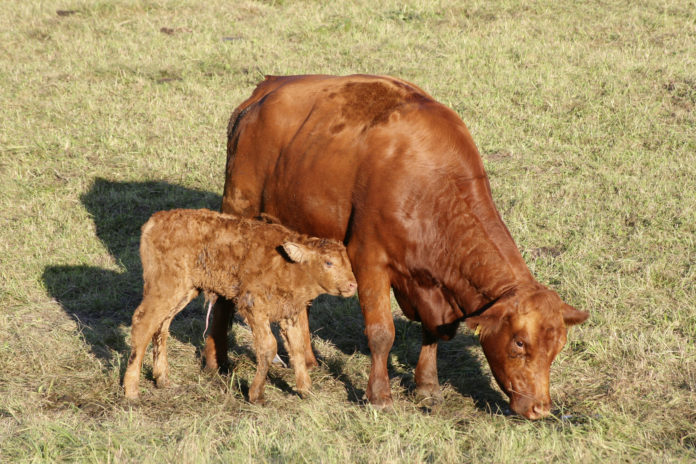 Neugeborenes Kalb Mit Mutter Auf Der Wiese, Mutterkuhhaltung