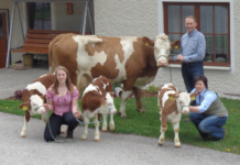 Drillingsgeburt: Drei gesunde Stier-Kälber in NÖ