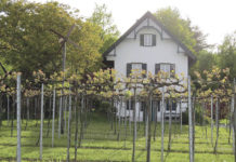 Auf zum Weinfrühling ins Südburgenland