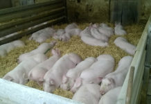 Schweinehaltung – die Signale stehen auf Stroh