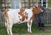 Flotter Versteigerungsverlauf in Maishofen