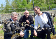 Die Frostnächte führten zu enormen Schäden