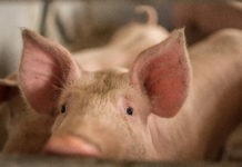 Schweinebrucellose in Grieskirchen (OÖ)