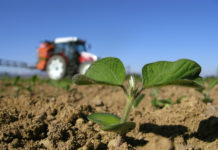 Sojabohne von Beginn an unkrautfrei halten