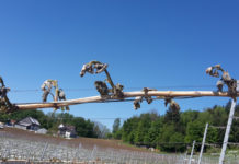 Frostgefahr in der Wiener Landwirtschaft