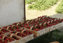 Kostenloser Service für NÖ Erdeerproduzenten