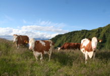 Raggl: Tiroler Almen müssen wolffrei bleiben