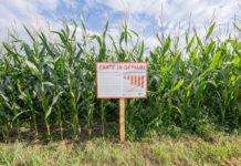 IGP startet wieder Aktion „schauFelder“ und zeigt Nutzen von Pflanzenschutz auf